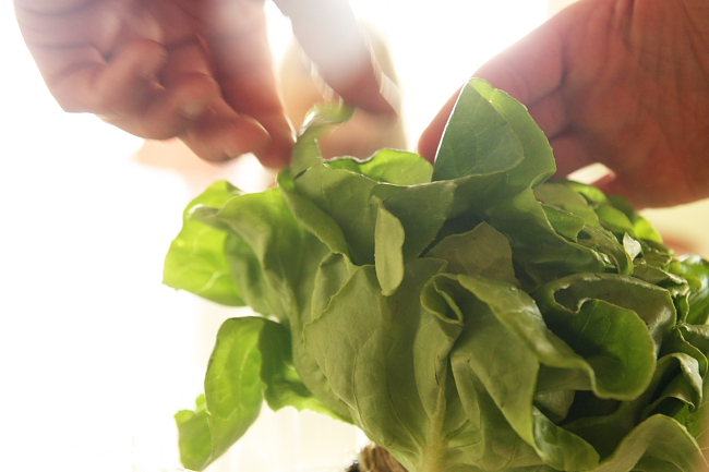 hydroponic_lettuce