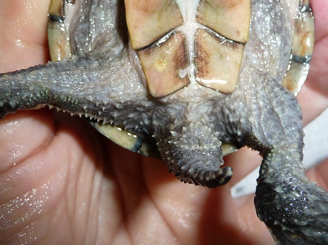 Musk Turtle - Male or Female - Reptile Forums