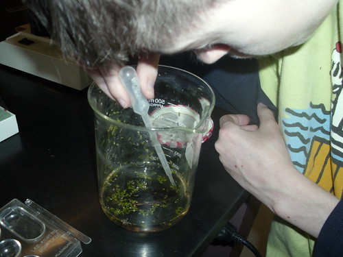 Peter takes a water sample next to the giant water bug.