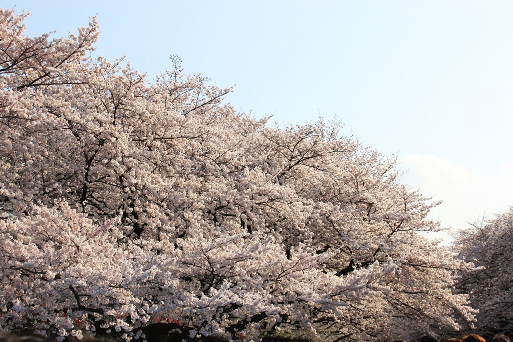 Best Sakura Photo (5)
