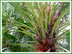 Livistona chinensis (Chinese Fan Palm, Fountain Palm): zoom in on its crown, laden with blue-black fruits