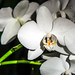 White Orchids • <a style="font-size:0.8em;" href="https://www.flickr.com/photos/21540187@N07/5339608828/" target="_blank">View on Flickr</a>