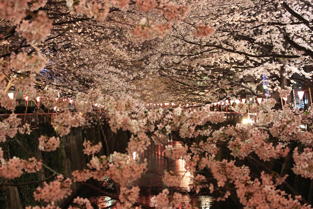 Best Sakura Photo (1)
