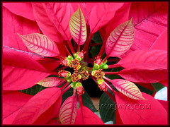 Our potted Euphorbia pulcherrima (Poinsettia, Christmas Flower/Star) in October 2006