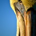 Half a pelican<br /><span style="font-size:0.8em;">On the pier in Cocoa Beach, Florida, the pelicans are extremely outgoing. They'll get as close to you as they want to make you feel pressured into giving them any food. </span>