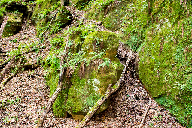 Fern Cliff Nature Preserve - October 5, 2016