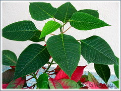 Our potted Euphorbia pulcherrima (Poinsettia, Christmas Flower/Star) in February 2007