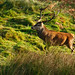 Red Deer in Alladale, Inverness • <a style="font-size:0.8em;" href="https://www.flickr.com/photos/21540187@N07/5316431376/" target="_blank">View on Flickr</a>