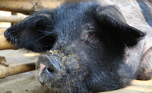  Pig in Nagaland, India