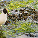 Laughing Gull on Isle of White • <a style="font-size:0.8em;" href="https://www.flickr.com/photos/21540187@N07/5316690414/" target="_blank">View on Flickr</a>