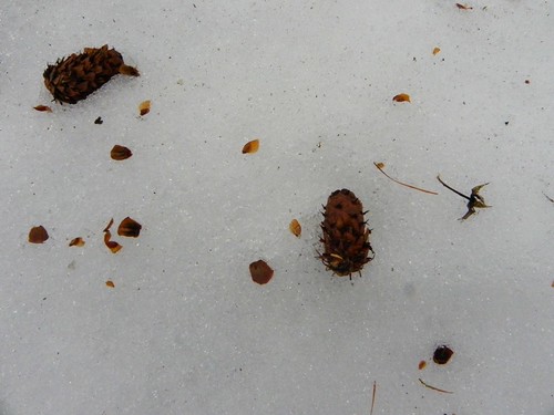 Ce qui reste des cônes de mélèze après le passage de l'écureuil Peisey Nancroix 013