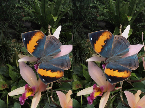 Kallima inachus, stereo parallel view