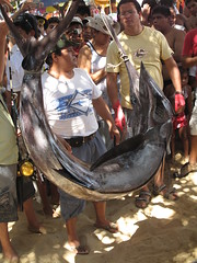 Weighing the Winning Marlin - Fishing Contest, Puerto Angelito, Puerto Escondido, Oaxaca, Mexico