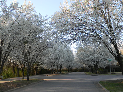 Bradford Pear Trees, Bradford Blvd., Woodland Forest Gardens, Tuscaloosa