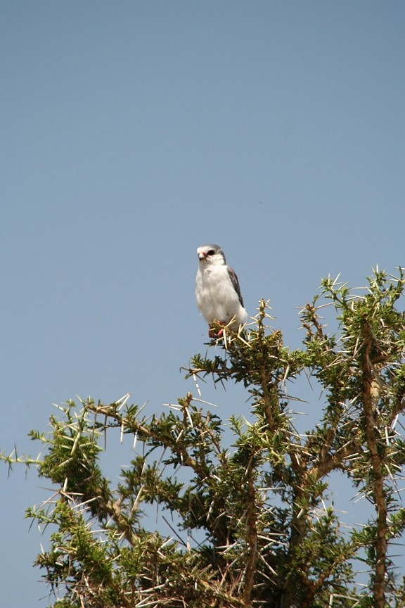 pygmy falcon