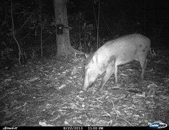 Wild Boar - Camera trap picture from Shendurney Widlife Sanctuary • <a style="font-size:0.8em;" href="http://www.flickr.com/photos/109145777@N03/13794526663/" target="_blank">View on Flickr</a>