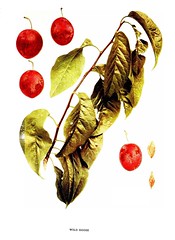 Anglų lietuvių žodynas. Žodis wild plum reiškia laukinių slyvų lietuviškai.