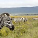 Tanzanía - Ngorongoro
