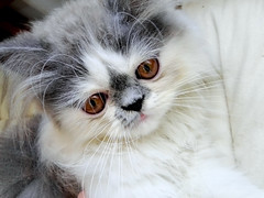 Anglų lietuvių žodynas. Žodis persian cat reiškia persų katė lietuviškai.