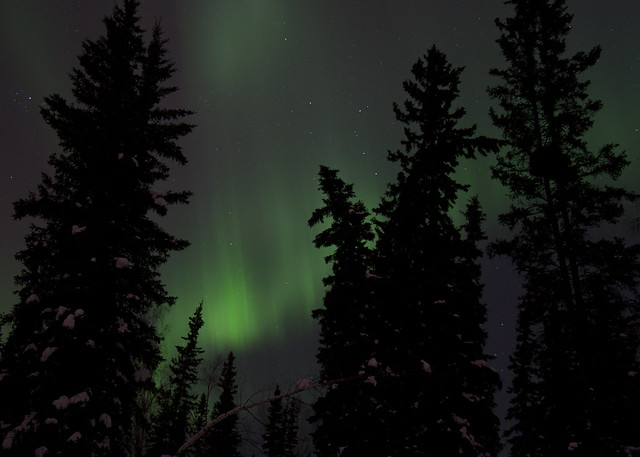 Aurora in the Trees