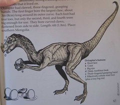 A Field Guide to Dinosaurs, 1983, Page 67