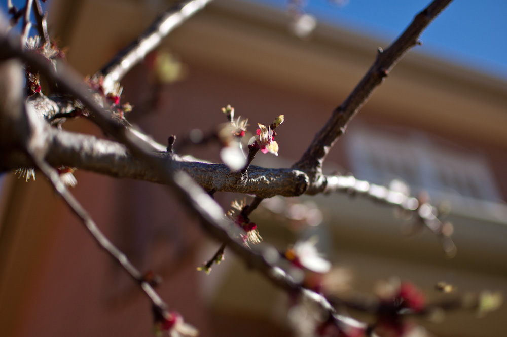 Fotos de Albaricoquero (Prunus armeniaca) visto a 1.8