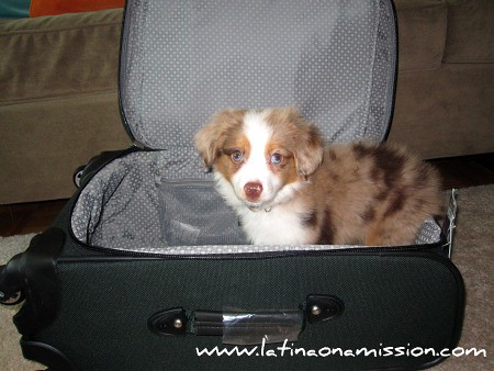 Teddy & Suitcase