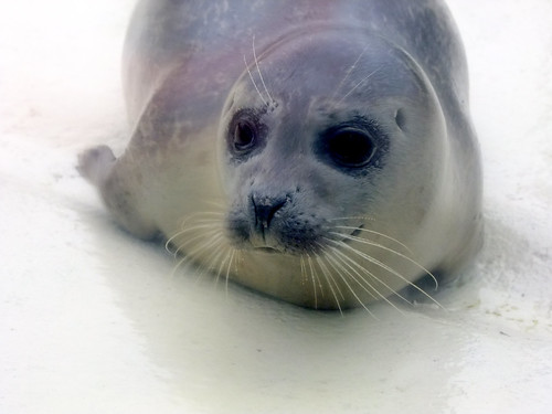 Seal breeding station Norddeich