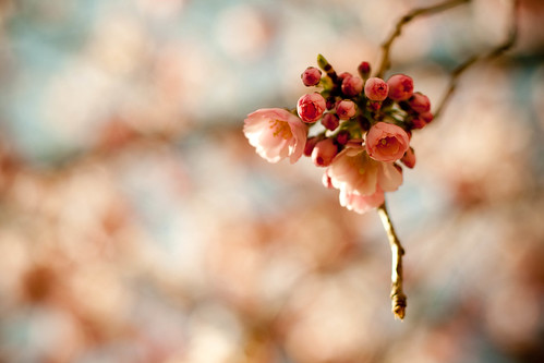 C'est le printemps ! Prunus en fleurs