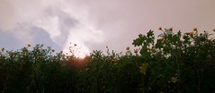 Sol