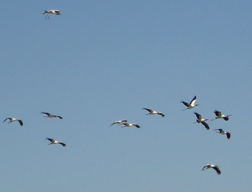 Palo Verde, cigüeñones en vuelo