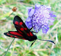 Selsley Common, near Stroud ... today (1st August) hundreds of six spot burnet moths are seeking nectar. The caterpillars eat bird's foot trefoil - must snap some more insects!