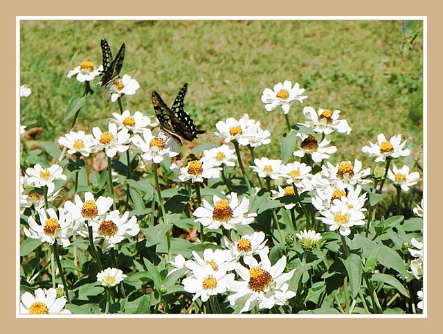 Butterfly Garden at Bull Temple