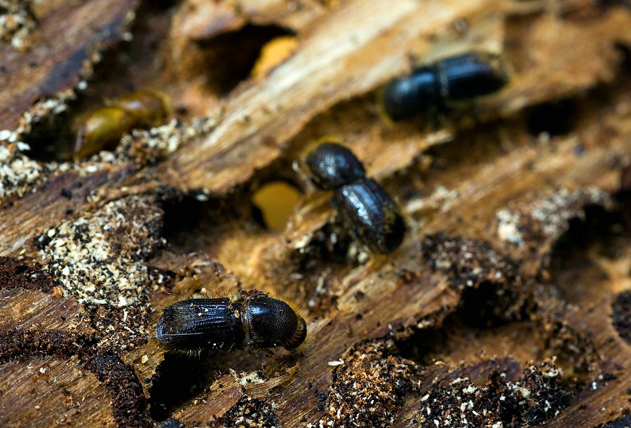 какие жуки едят дерево