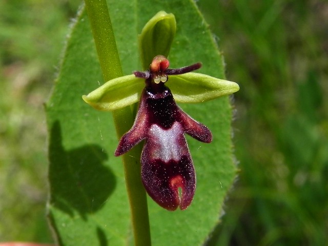 Ophrys mouche=Ophrys insectifiera - Planfait 015