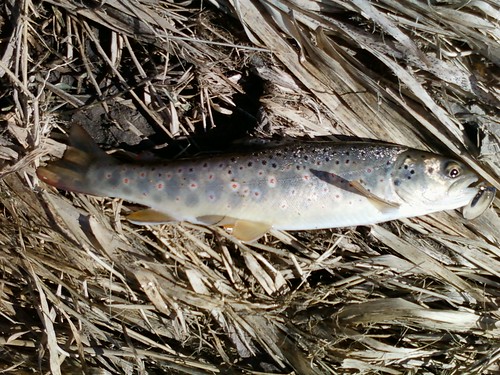 Downward, horizontal view of a brook trout laying on brown grass