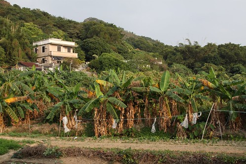 Banana trees on Lamma Island