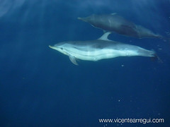 Delfines durante la regata Ophiusa