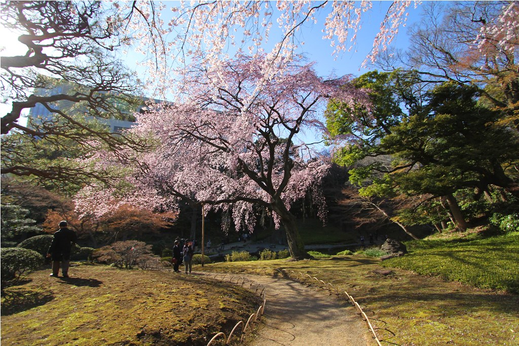 Sakura Photo 2011Koishikawa Botanical Gardens (7)