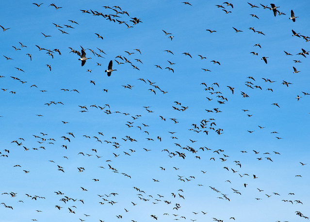 That's A Lot Of Geese