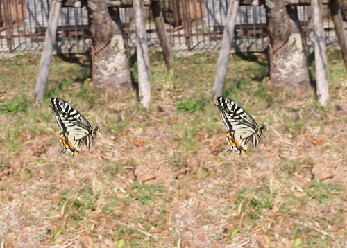Papilio xuthus, stereo parallel view