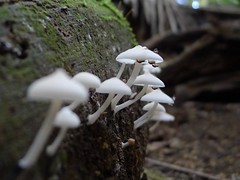 Mushrooms with fruit flies
