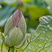 Le jardin des Pamplemousses, bouton de fleur de Lotus