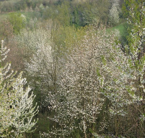 primavera. 3.4.11, 7
