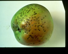 Blister spot on Mutsu (Crispin) fruit. Photo courtesy T. van der Zwet, USDA.