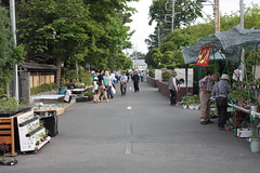 第27回 大盆栽祭り （2010）