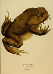 Anglų lietuvių žodynas. Žodis agua toad reiškia agua rupūžė lietuviškai.