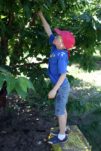 Fruit picking