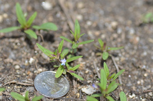 Blue-Eyed Mary with Quarter - Collinsia parviflora
