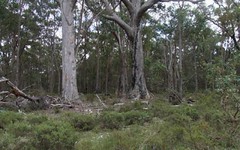 121 ACRES NATURAL FOREST adj National Park, Glen Innes NSW